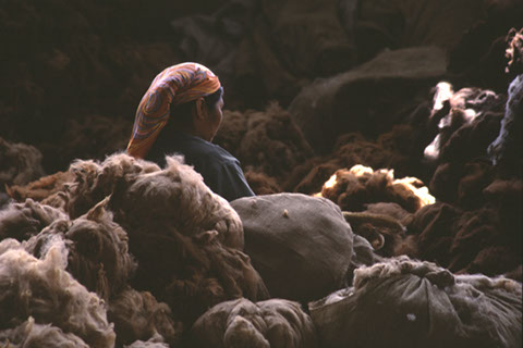 Alpaca Sorting Woman - Vicki Dodge